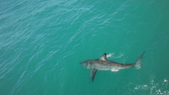 A great white shark begins to surface