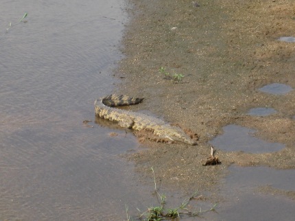 A crocodile in the river