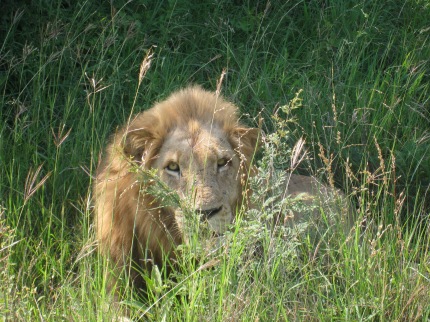 A male lion, up close